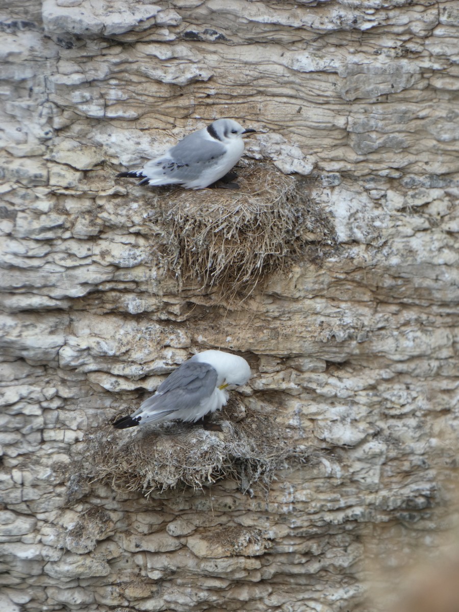 krykkje - ML645222766