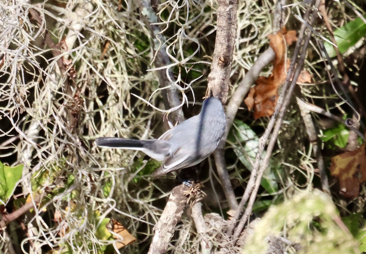 Blue-gray Gnatcatcher - ML645222771