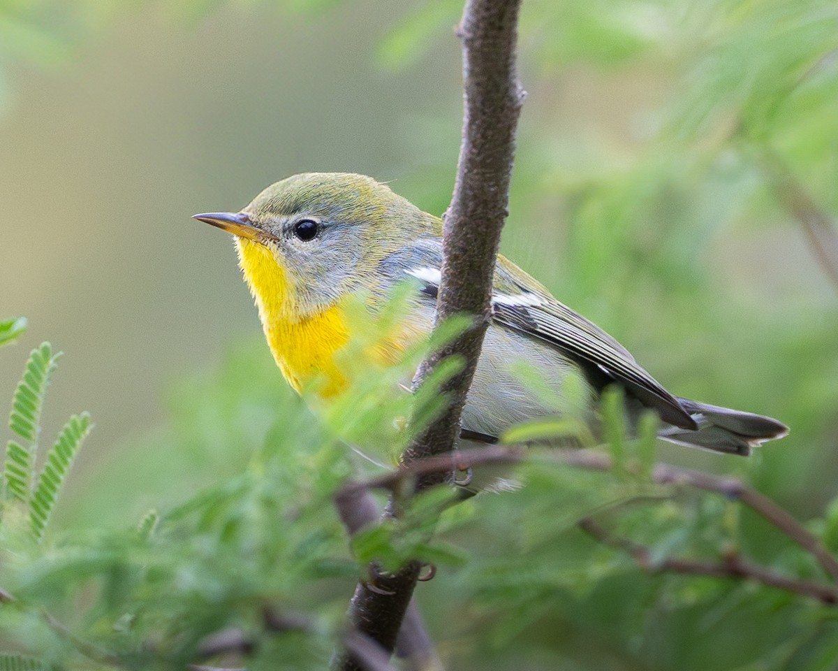 Northern Parula - ML645222772