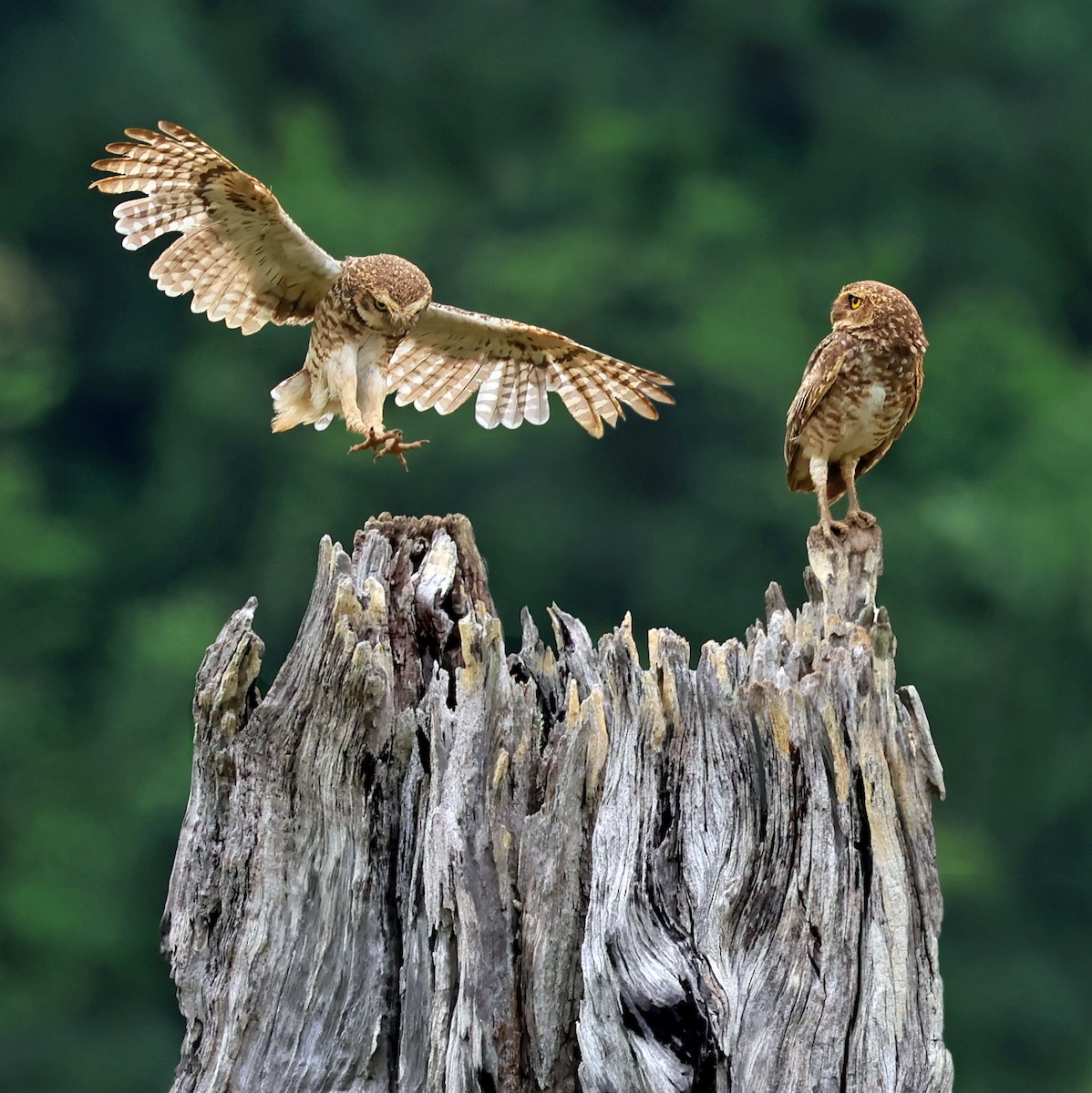Burrowing Owl - ML645222774