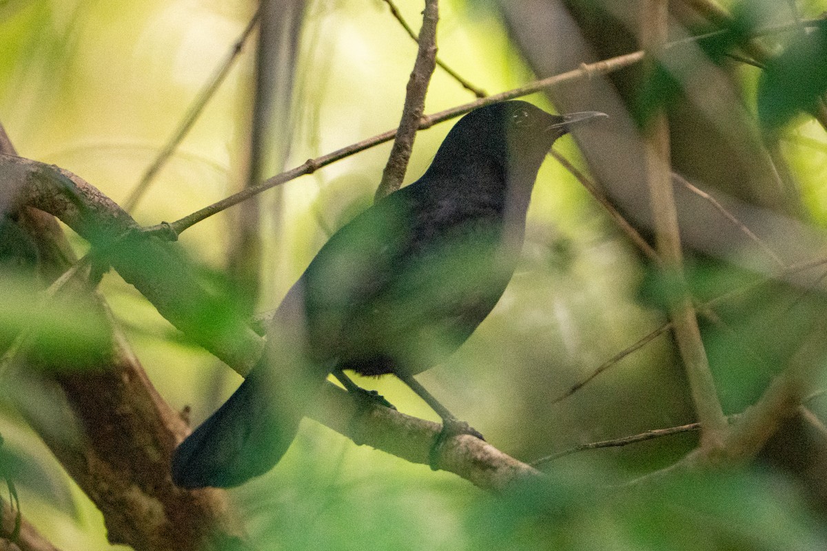 Black Catbird - ML645222776