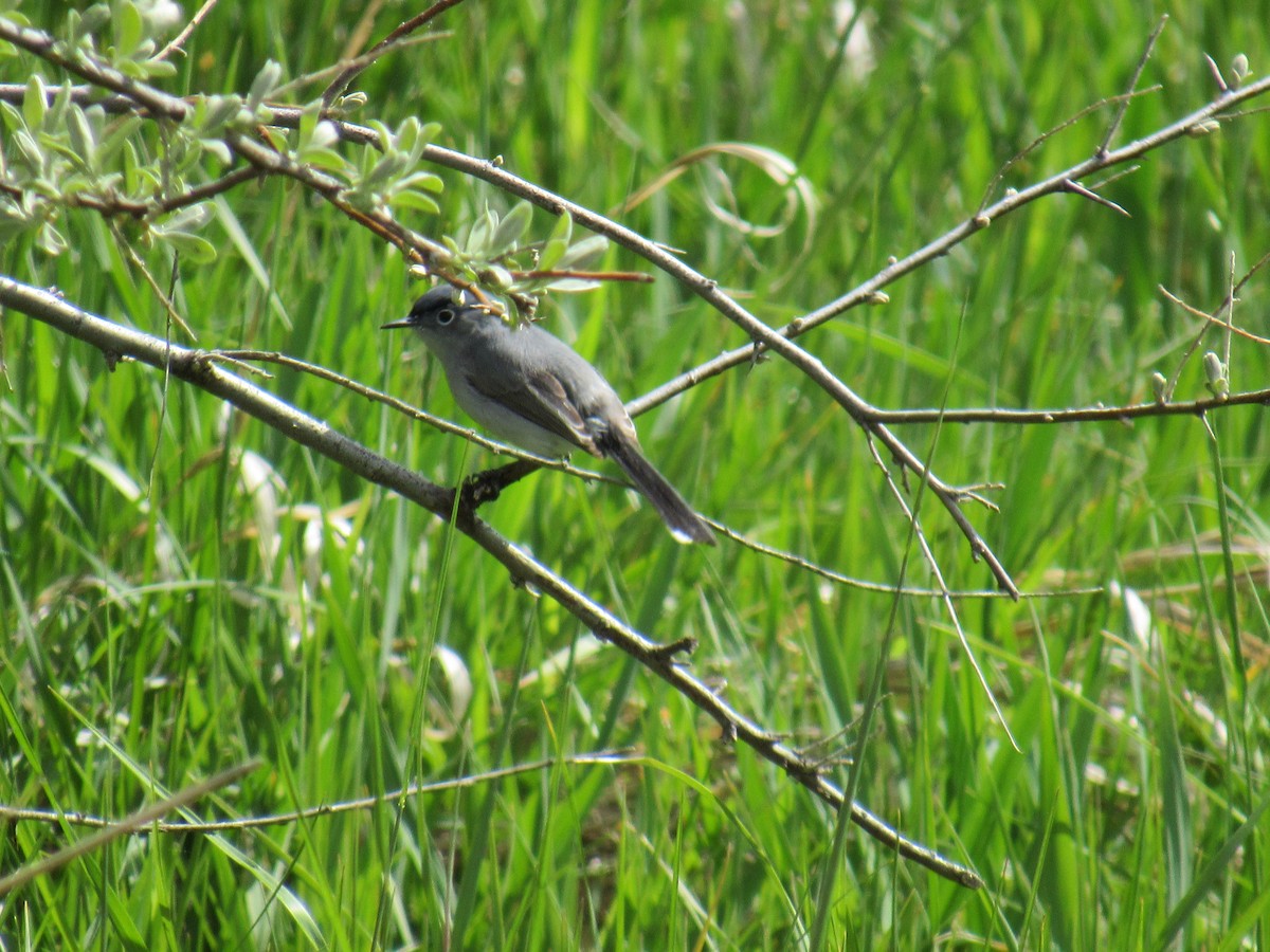 Blue-gray Gnatcatcher - ML645222777