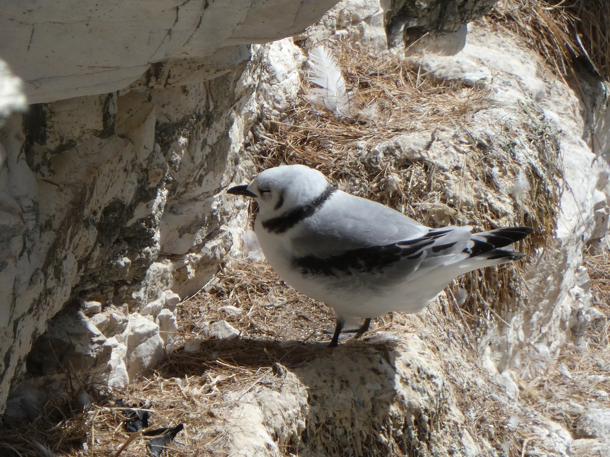 krykkje - ML645222778