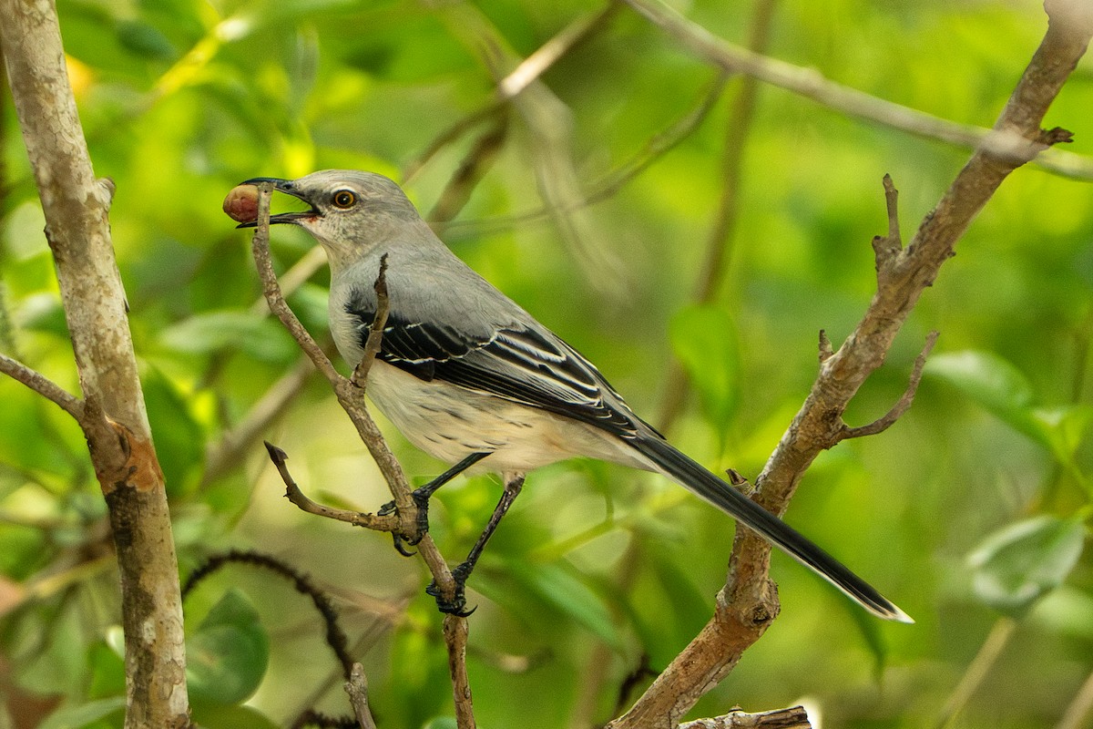 Tropikal Taklitçi - ML645222785