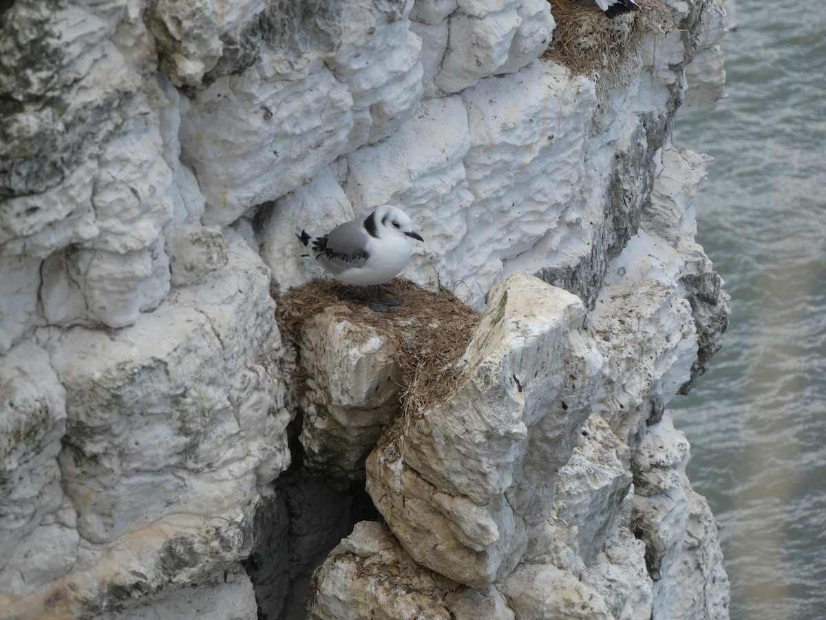 krykkje - ML645222786