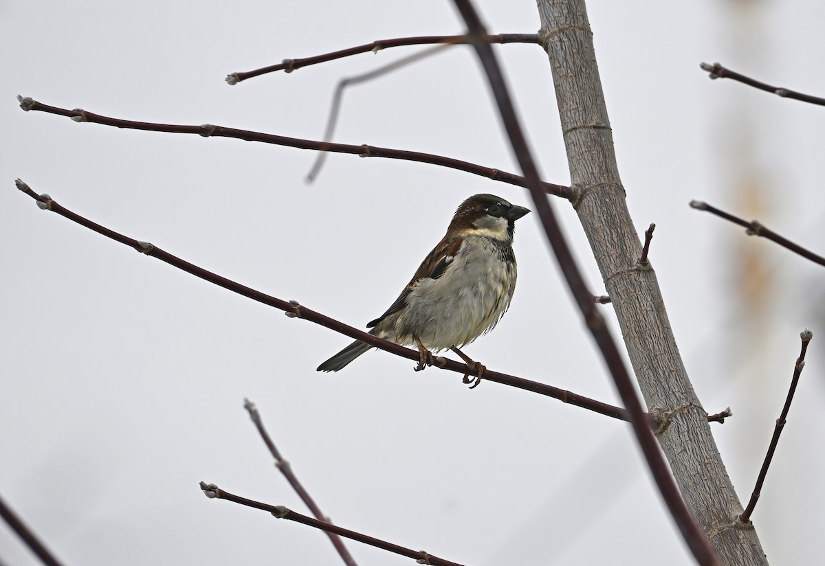 House Sparrow - ML645222787