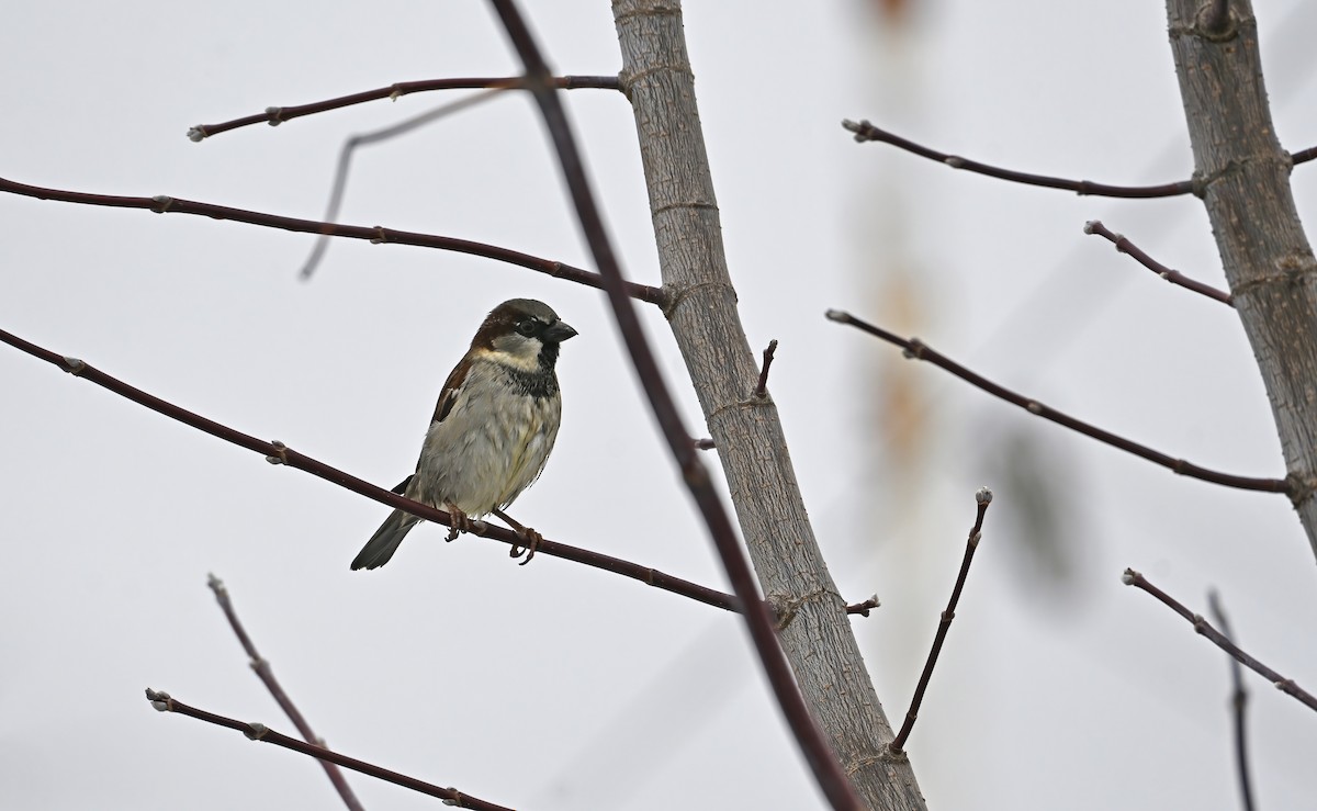 House Sparrow - ML645222788