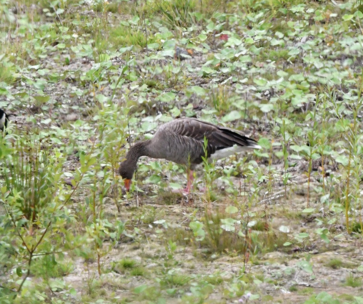 Graylag Goose (European) - ML645222790