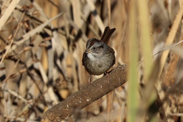 Swamp Sparrow - ML645222793