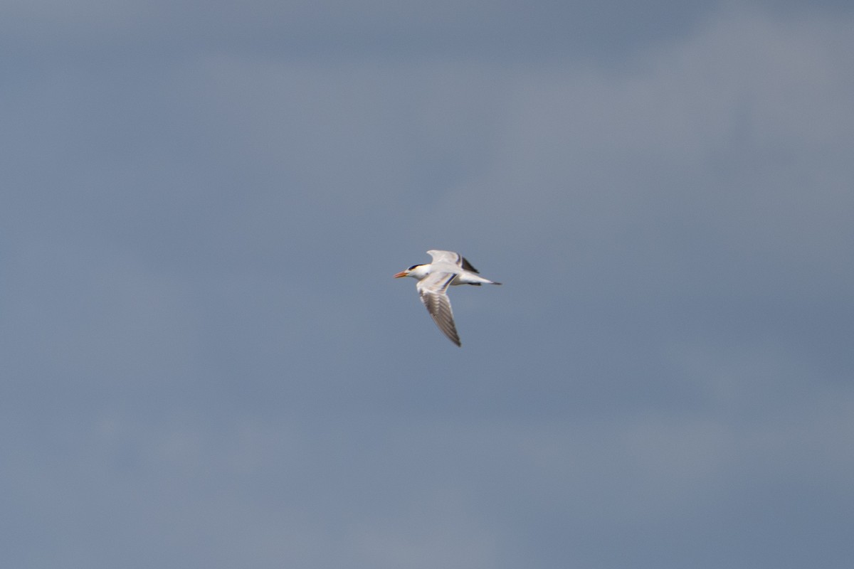 Royal Tern - ML645222796