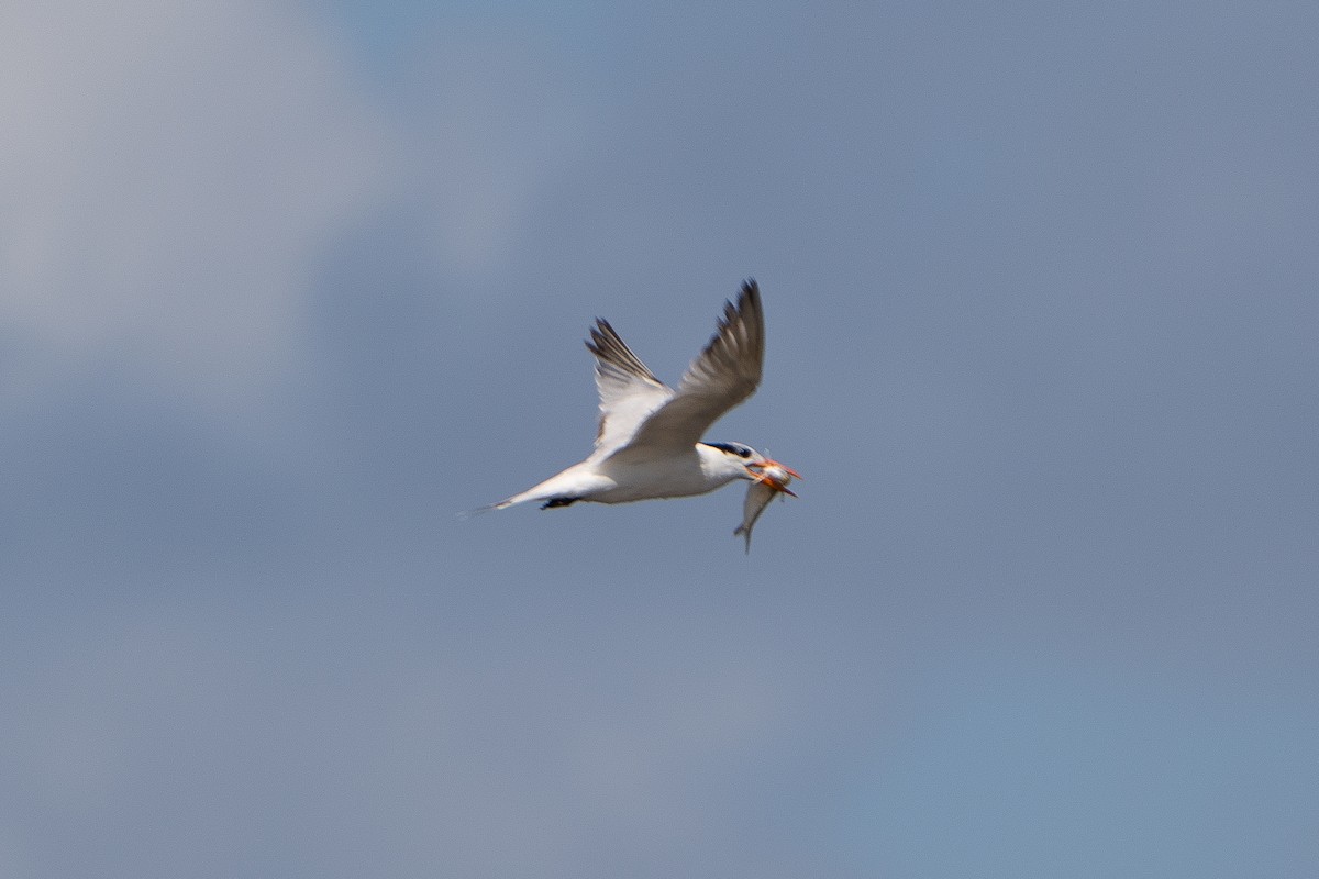 Royal Tern - ML645222797