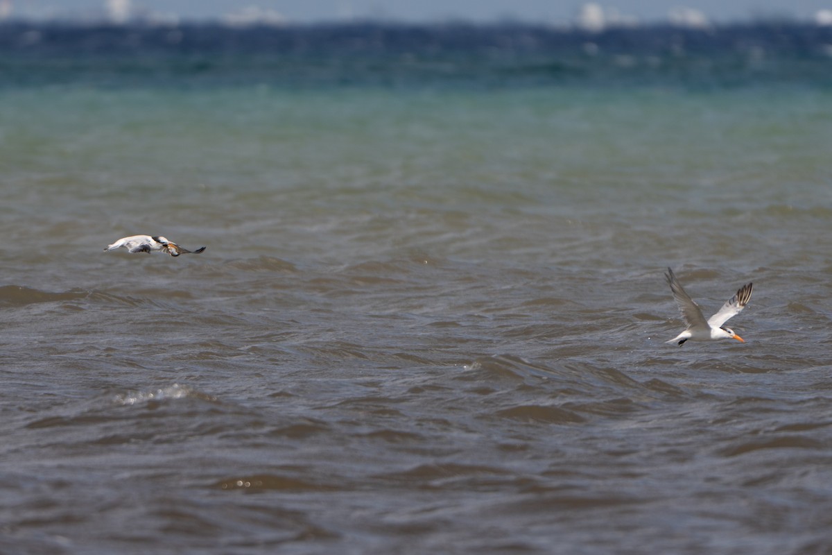 Royal Tern - ML645222798