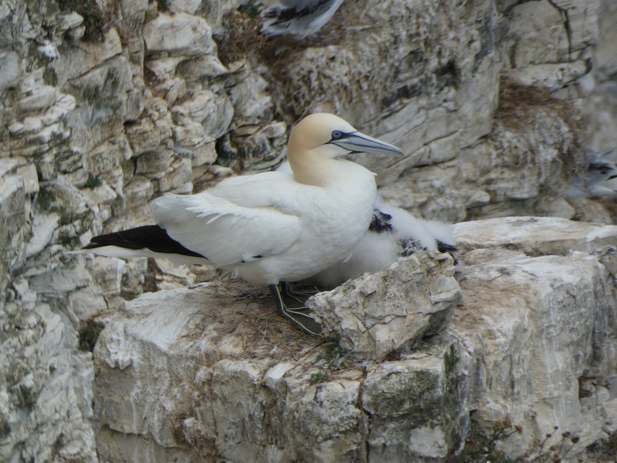 Northern Gannet - ML645222806