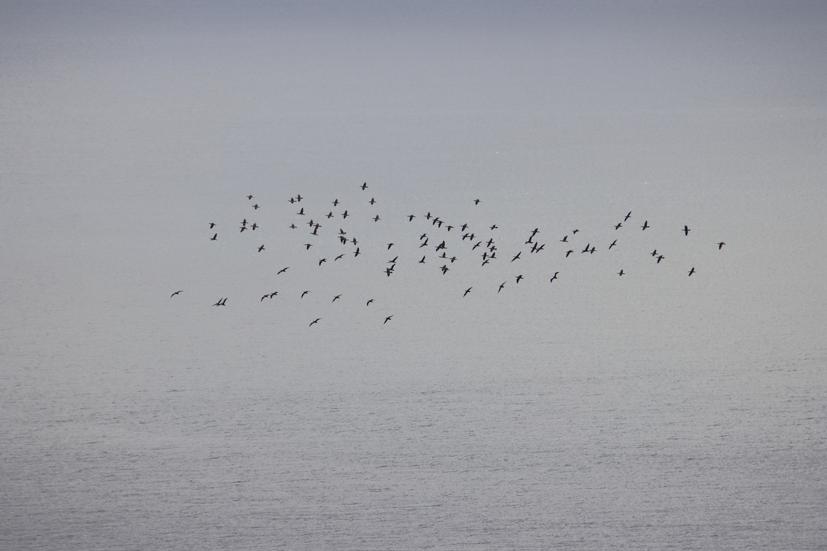 kormorán velký (ssp. sinensis/hanedae) - ML645222807