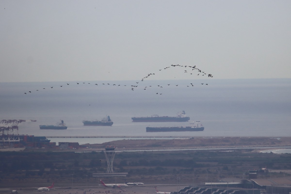 kormorán velký (ssp. sinensis/hanedae) - ML645222808