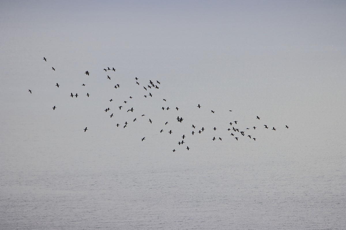 kormorán velký (ssp. sinensis/hanedae) - ML645222809