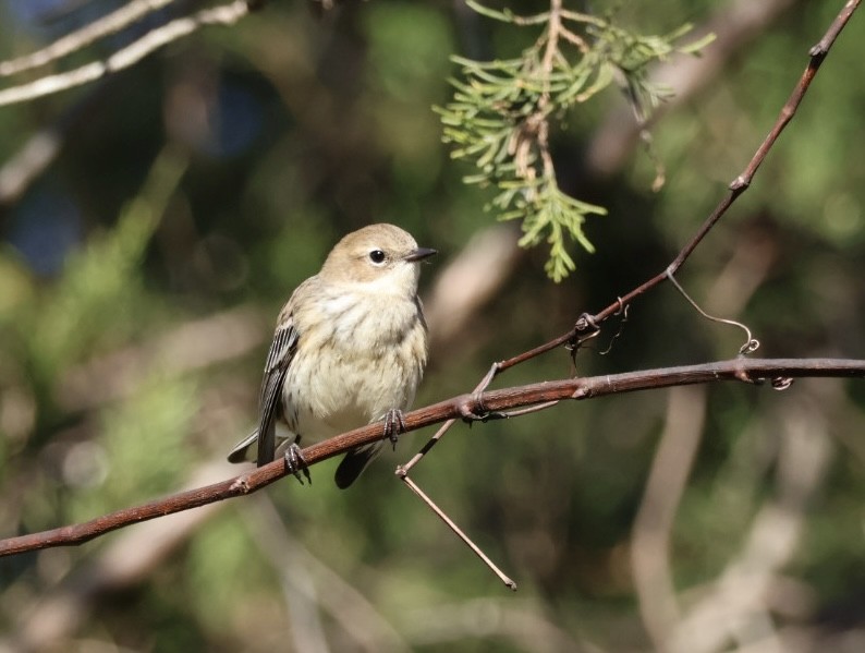Yellow-rumped Warbler - ML645222810