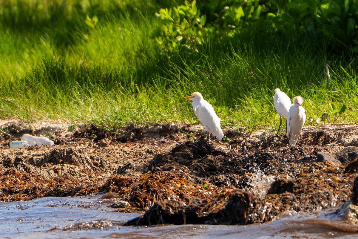Western Cattle-Egret - ML645222815