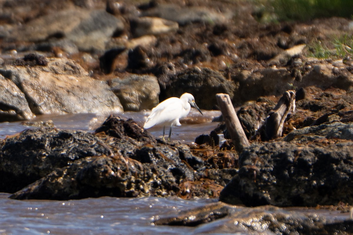 Snowy Egret - ML645222816