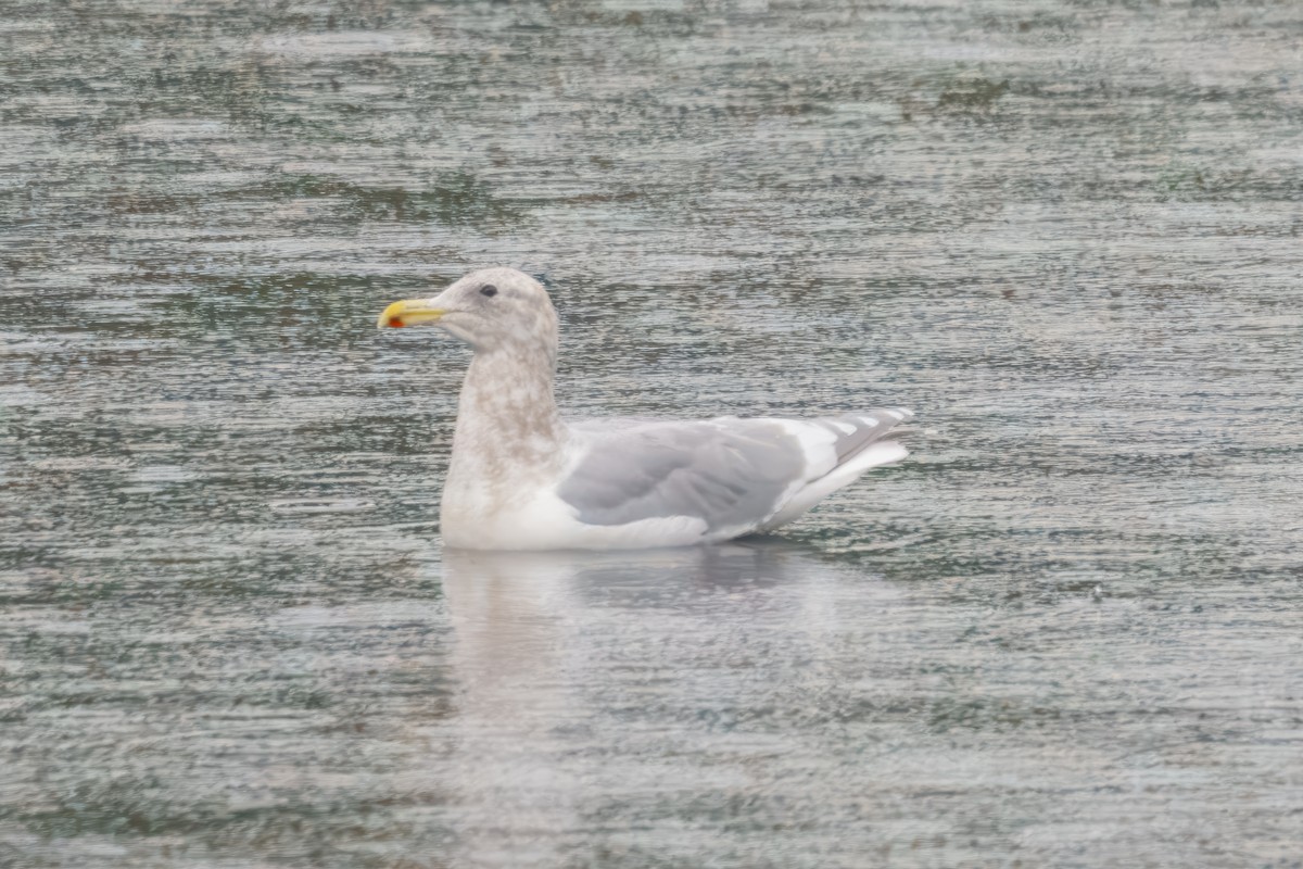Glaucous-winged Gull - ML645222821