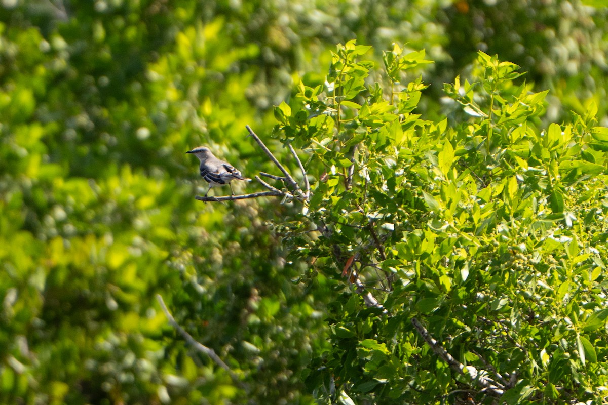 Tropikal Taklitçi - ML645222822