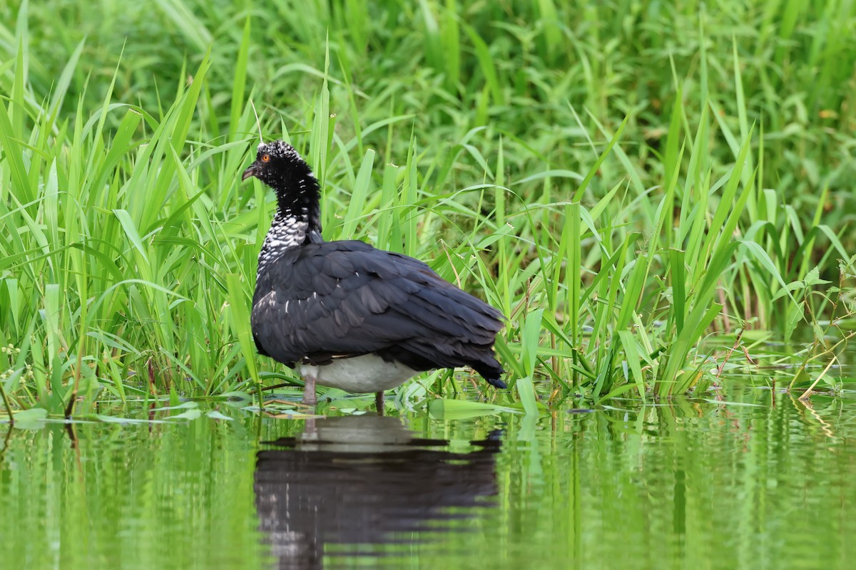 kamiš růžkatý - ML645222828