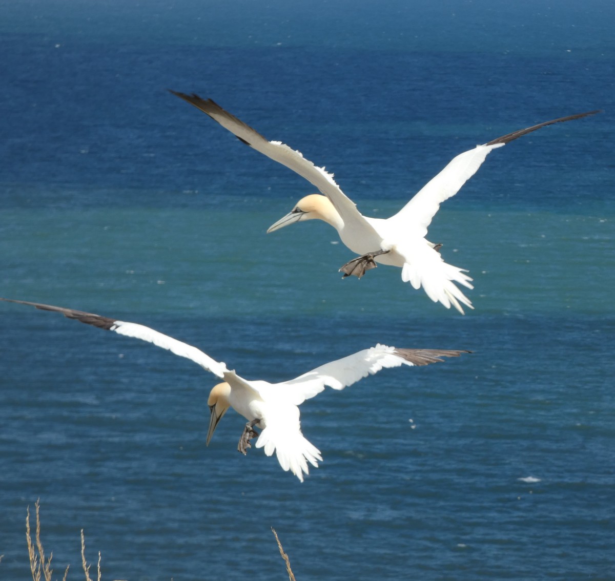Northern Gannet - ML645222829