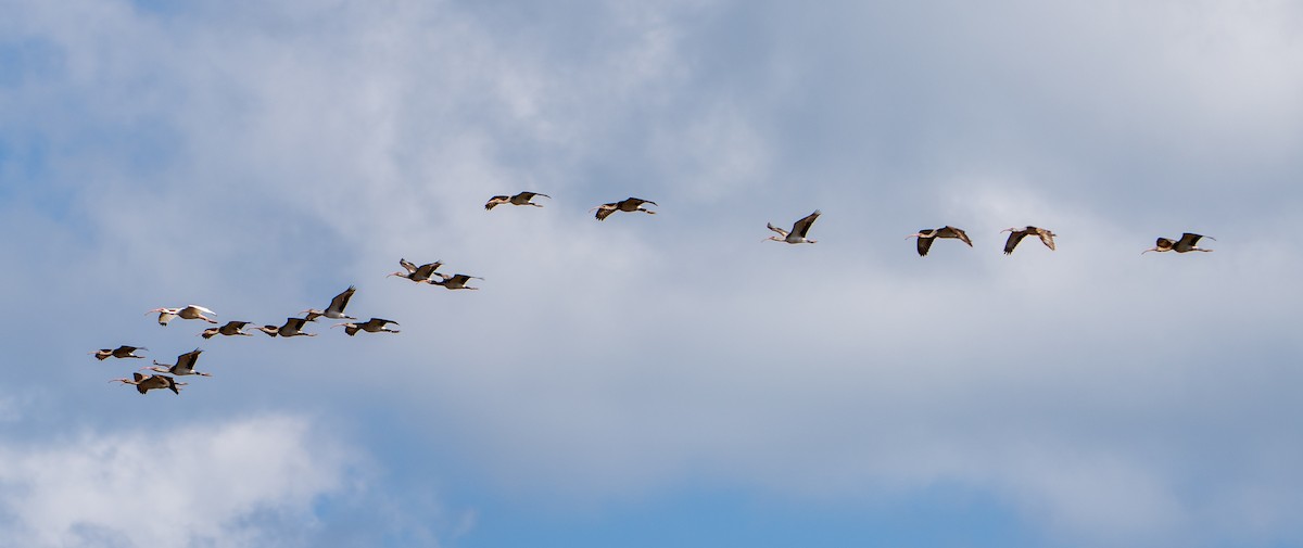 White Ibis - ML645222830