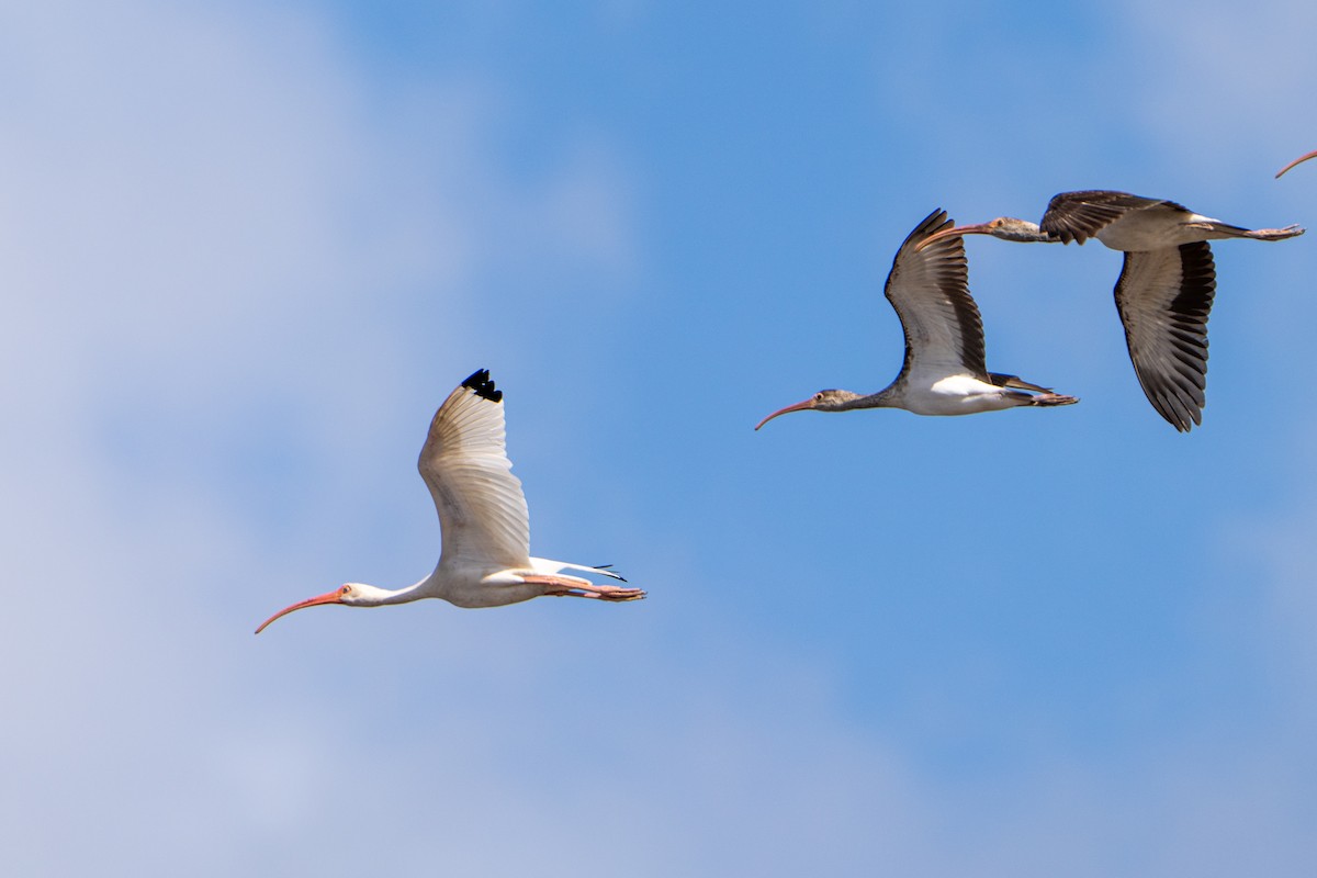 White Ibis - ML645222831