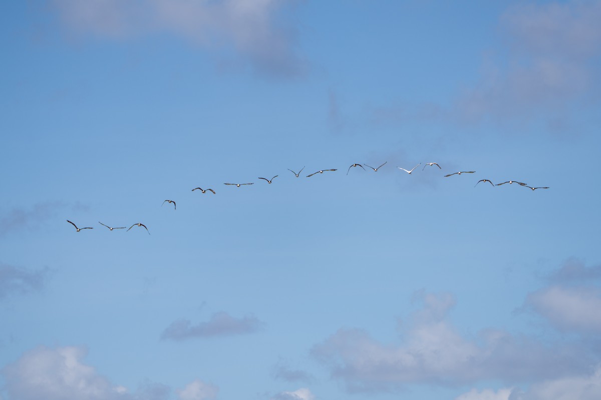 White Ibis - ML645222832