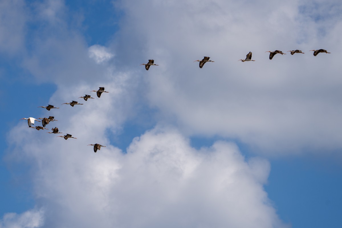 White Ibis - ML645222833