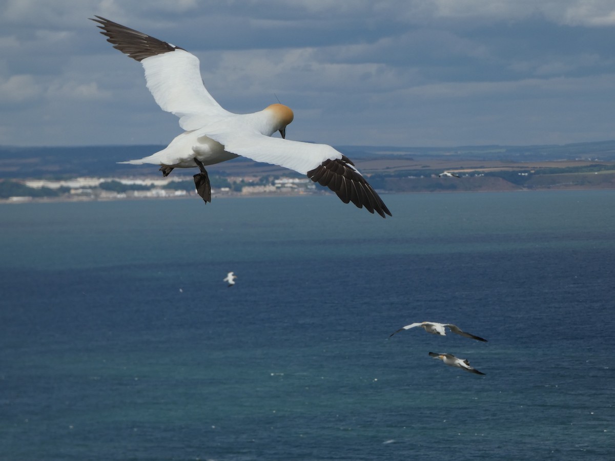 Northern Gannet - ML645222836