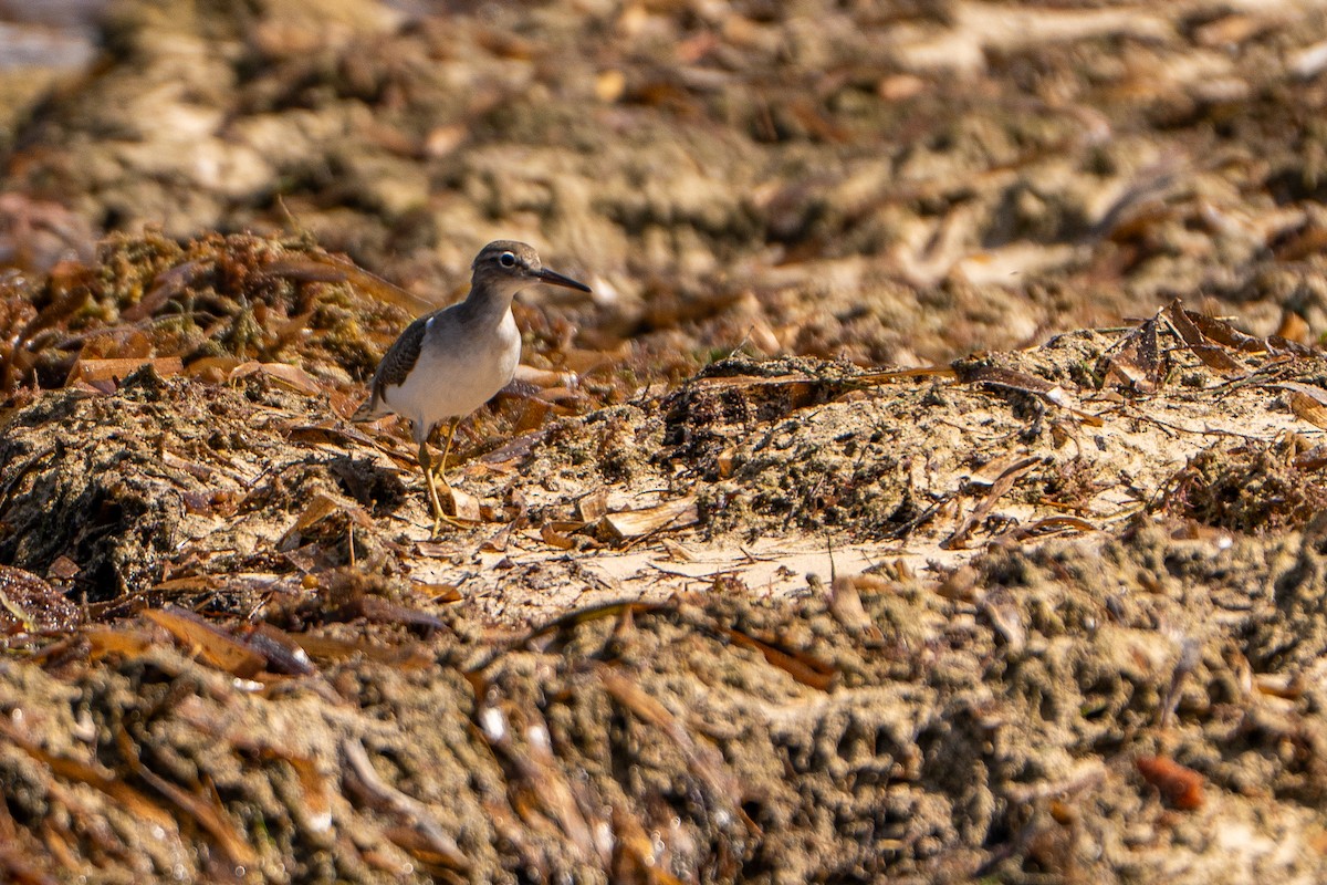 Spotted Sandpiper - ML645222839