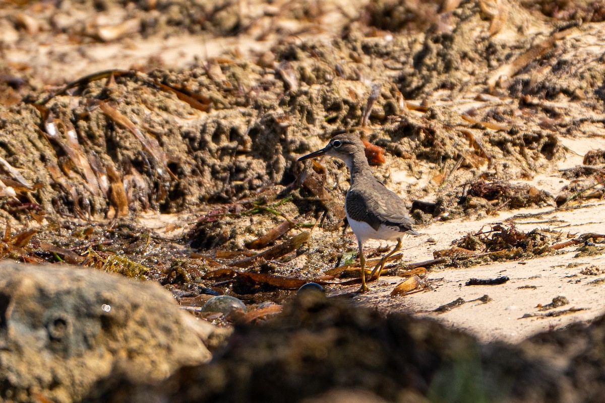 Spotted Sandpiper - ML645222840