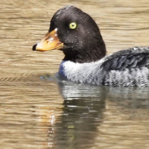 キタホオジロガモ - ML645222841