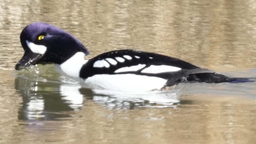 キタホオジロガモ - ML645222842