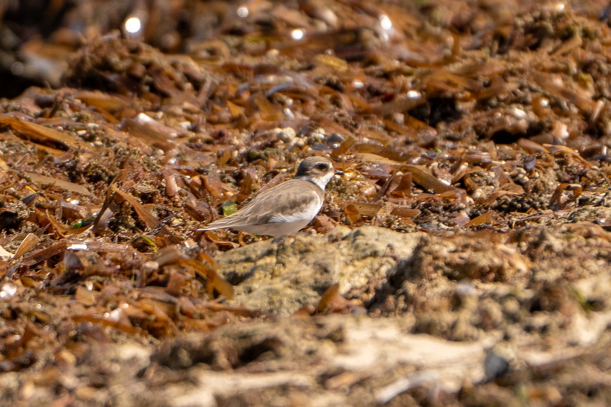 Semipalmated Plover - ML645222843