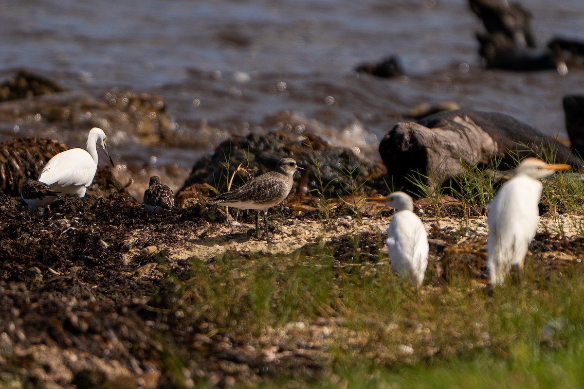 ダイゼン - ML645222847