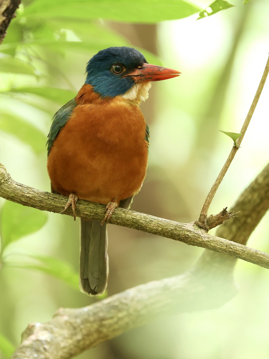 Green-backed Kingfisher - ML645222851