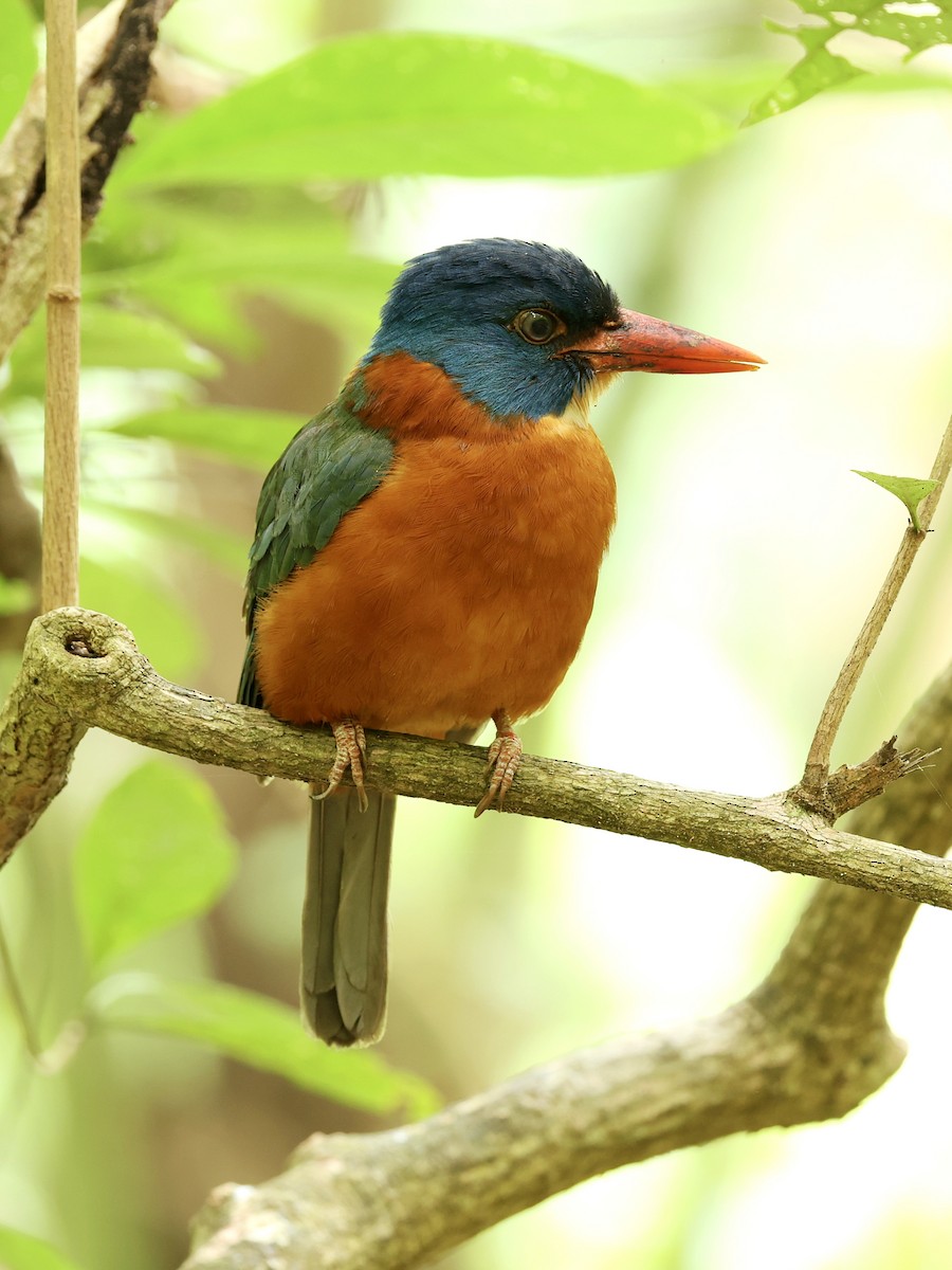 Green-backed Kingfisher - ML645222852