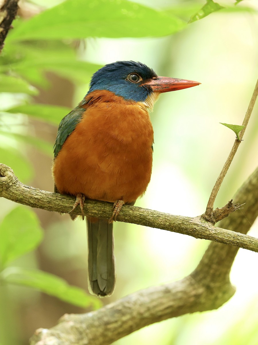 Green-backed Kingfisher - ML645222853