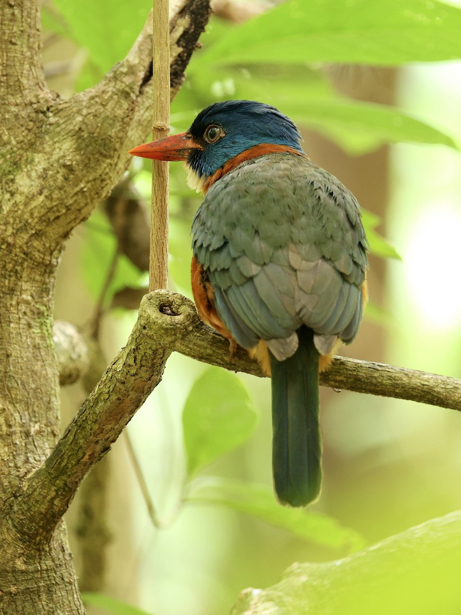 Green-backed Kingfisher - ML645222854