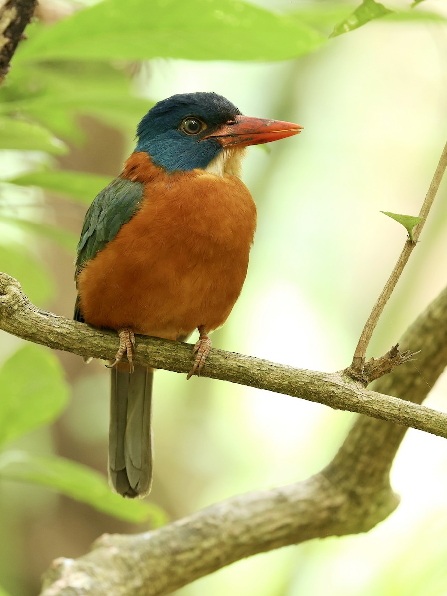 Green-backed Kingfisher - ML645222855