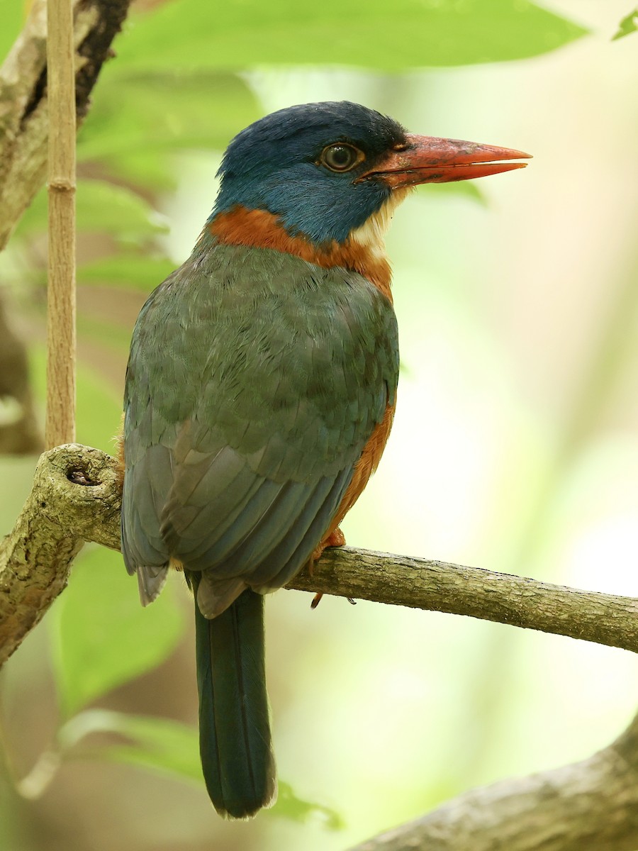 Green-backed Kingfisher - ML645222856