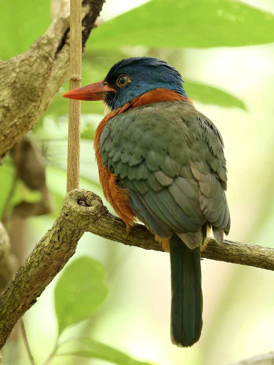 Green-backed Kingfisher - ML645222857