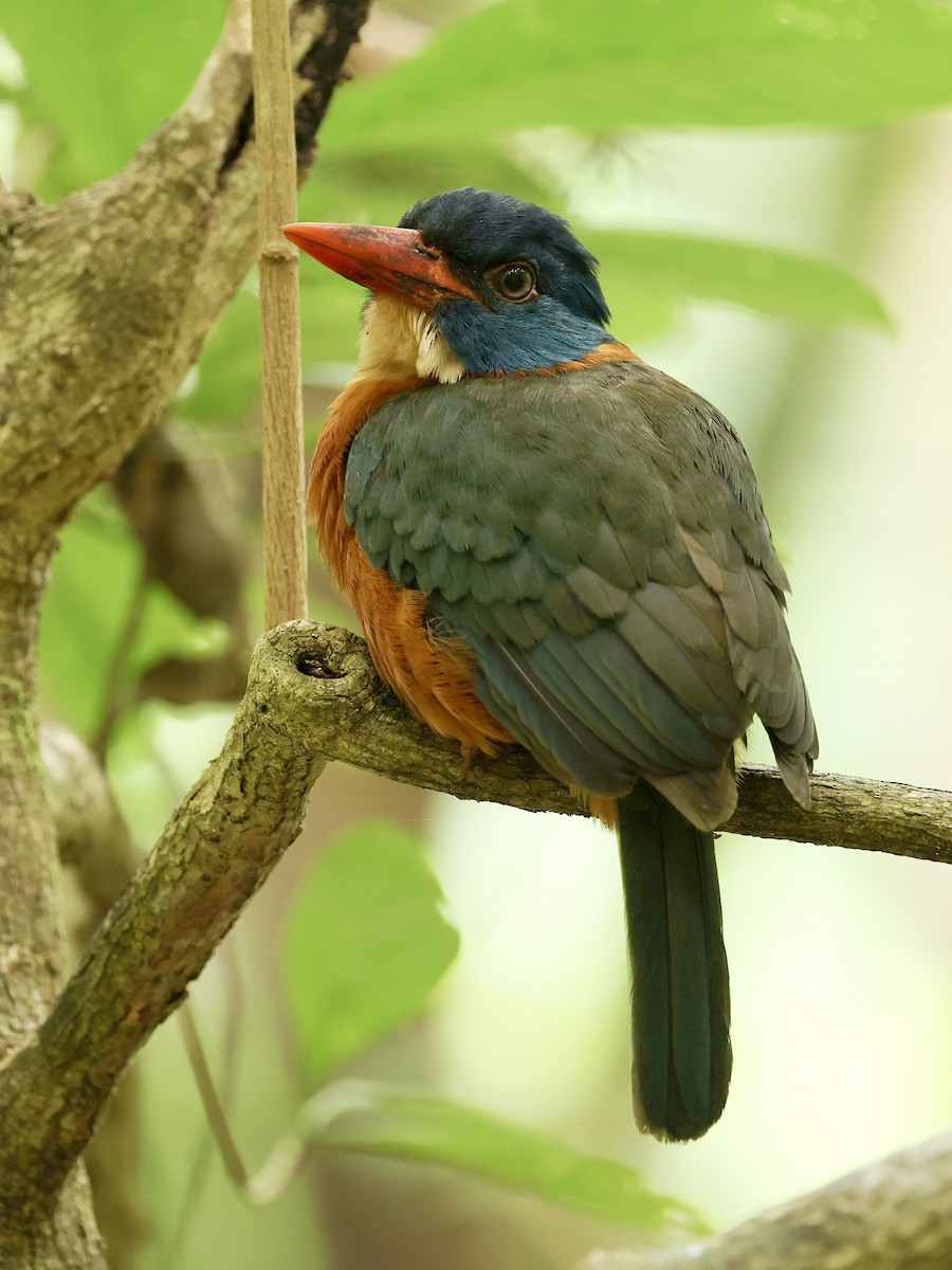 Green-backed Kingfisher - ML645222858