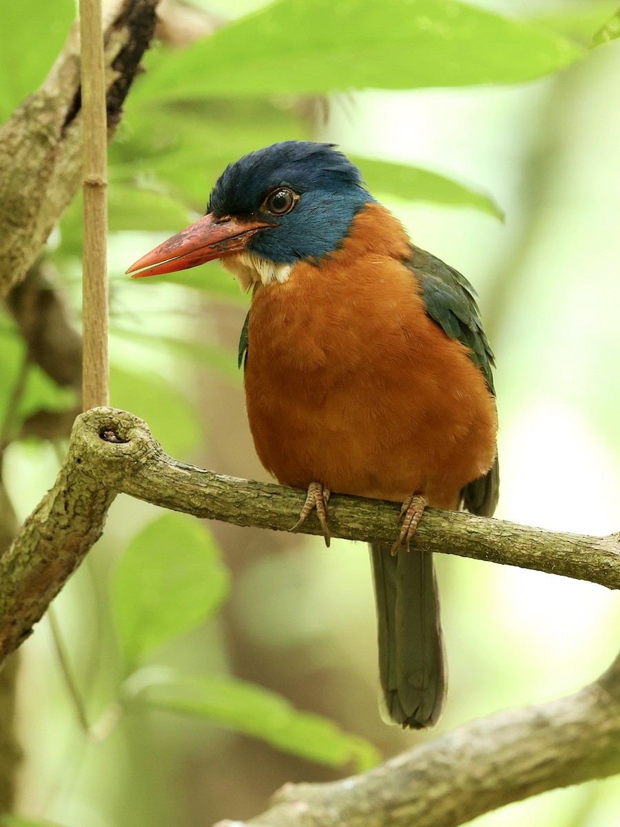 Green-backed Kingfisher - ML645222859