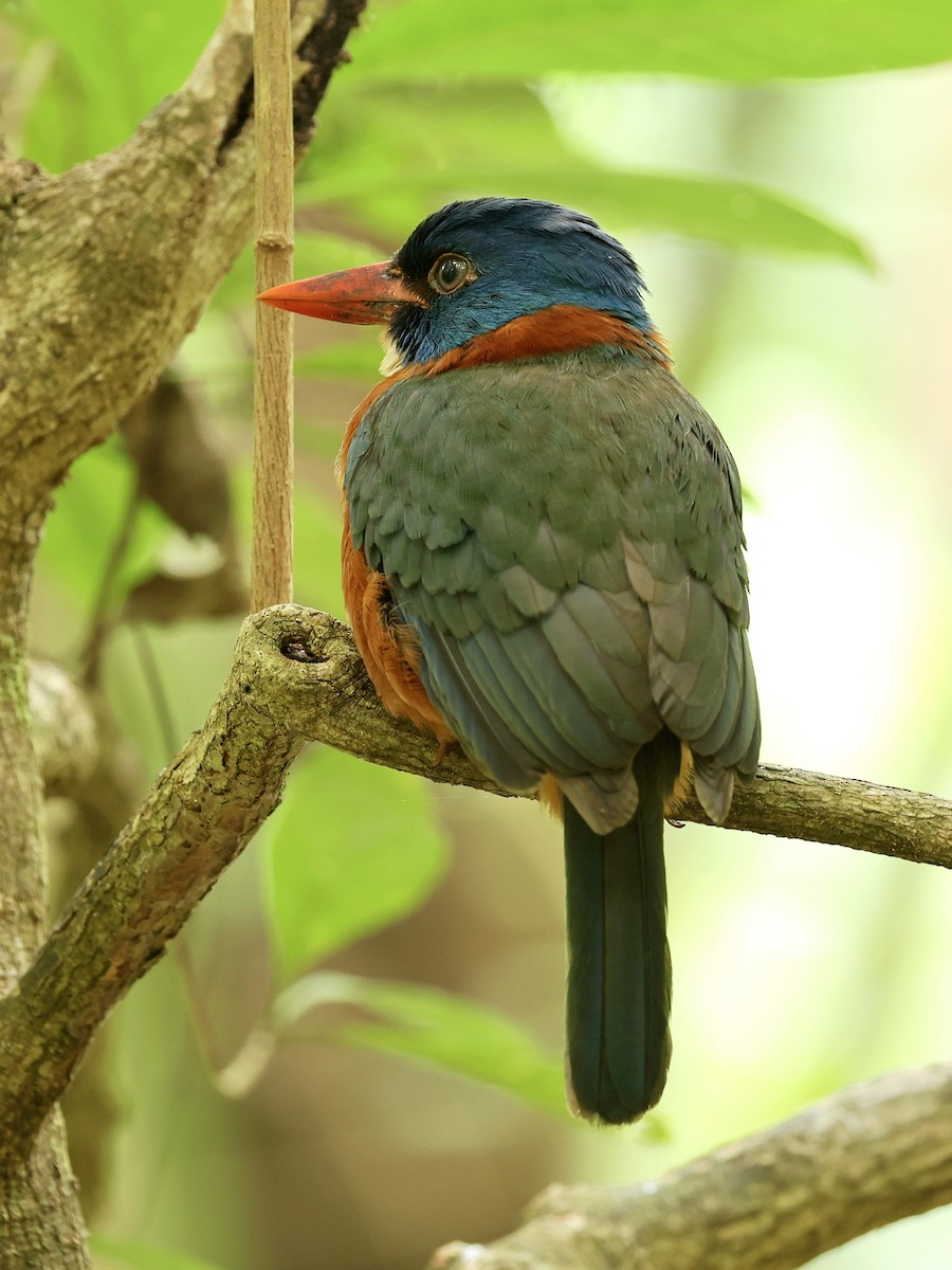 Green-backed Kingfisher - ML645222860