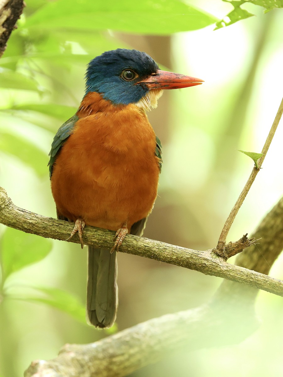 Green-backed Kingfisher - ML645222861