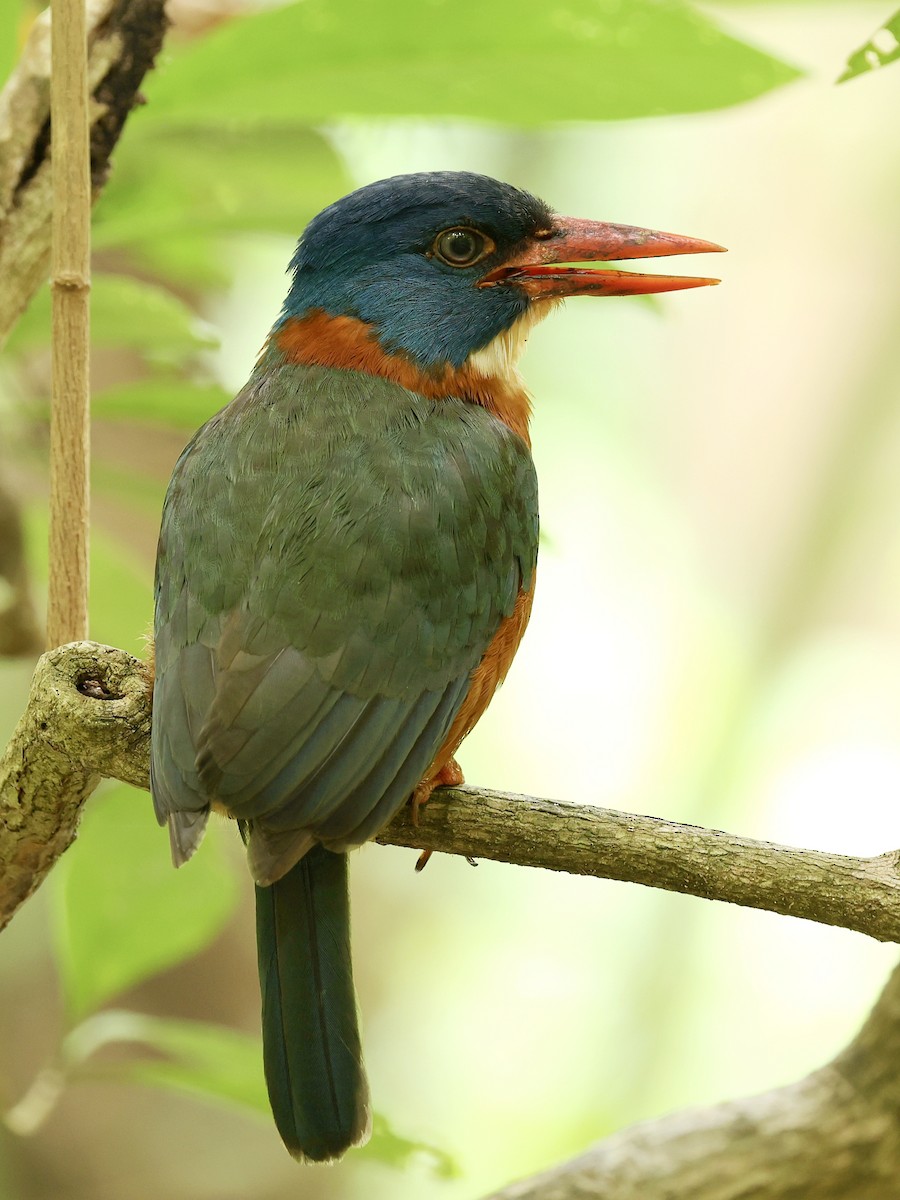 Green-backed Kingfisher - ML645222862